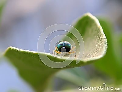 Sargus is a genus of soldier flies in the family Stratiomyidae. There are at least 130 described species in Sargus. Stock Photo