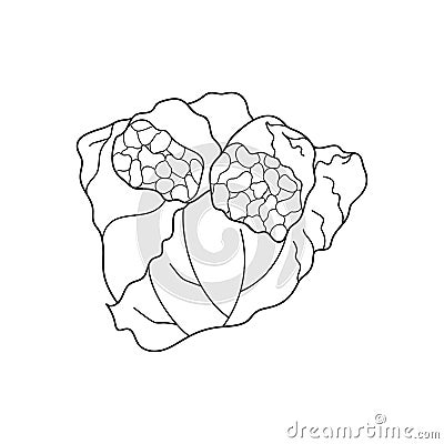 Sarma (dolma), stuffed grape leaves with rice and meat. Bulgarian traditional food. Vector hand-drawn illustration. Vector Illustration