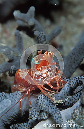 A saron shrimp stroking a pose Stock Photo