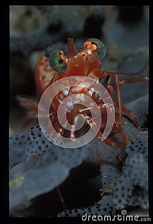 A saron shrimp stroking a pose Stock Photo