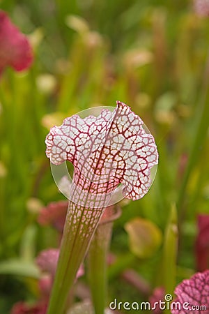 Sarracenia Stock Photo