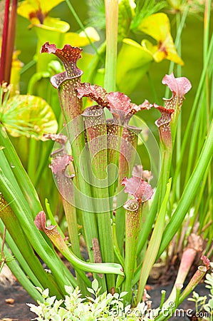 Sarracenia Stock Photo