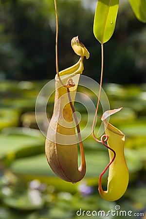 Sarracenia hanging plant Stock Photo