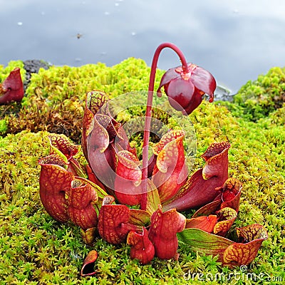 Sarracenia purpurea Stock Photo