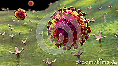 SARS-CoV-2 virus binding to ACE2 receptors on a human cell Cartoon Illustration