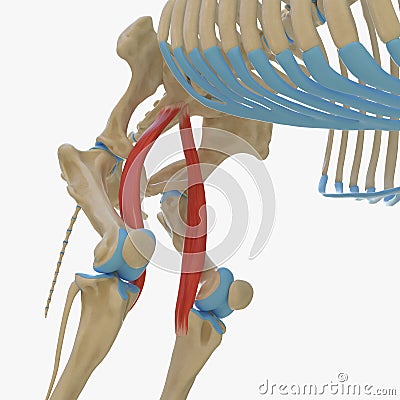 Sartorius Cartoon Illustration