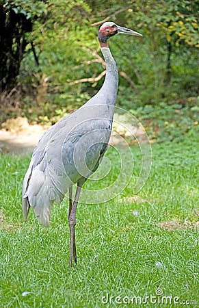 Sarus crane 4 Stock Photo