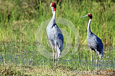 Sarus crane Stock Photo