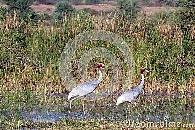 Sarus crane Stock Photo