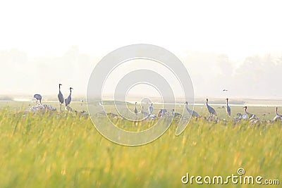 Sarus Crane Stock Photo