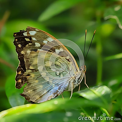 Sasakia charonda, the Japanese emperor or great purple emperor, is a species of butterfly in the family Nymphalidae Stock Photo