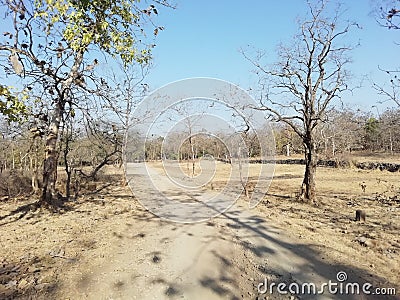 Sasan gir national park visit osam Stock Photo