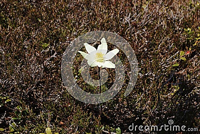 Sasanka alpejska, Pulsatilla alpina, alpine pasqueflower Stock Photo