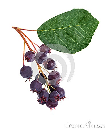 Saskatoon berries isolated on white background. Amelanchier, shadbush, juneberry, irga or sugarplum ripe berries. Stock Photo