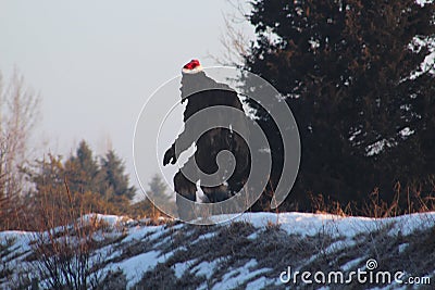 Big Foot Wearing Santa`s Red and White Stocking Cap Stock Photo