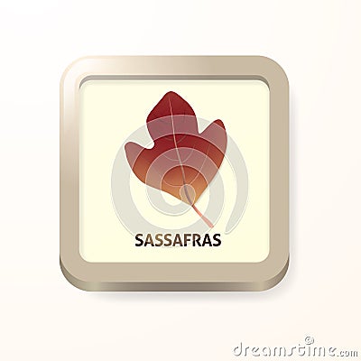 Sassafras leaf. Vector illustration decorative design Vector Illustration