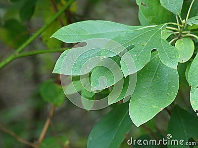Sassafras Leaves on a Tree in a Local Forest Preserve Stock Photo