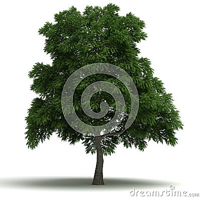 Sassafras Tree Stock Photo