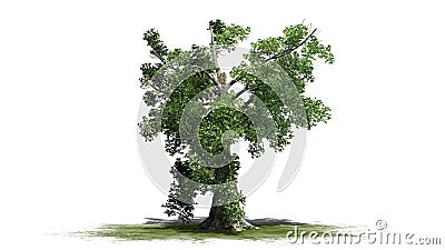 Sassafras tree on white background Stock Photo