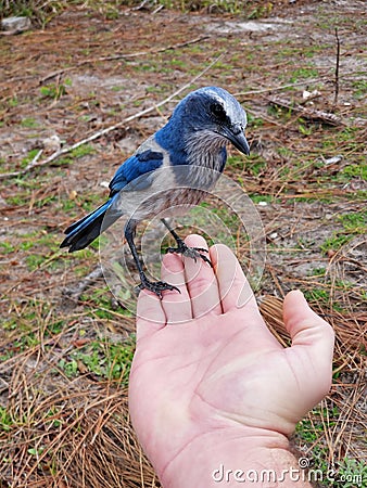 Sassy Scrubjay Blue Bird Endangered Stock Photo