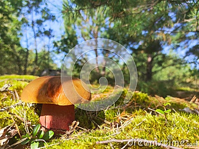 Satanic devils mushroom grow in forest Stock Photo