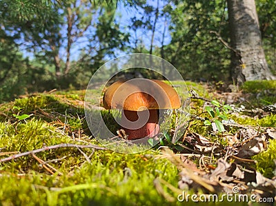 Satanic devils mushroom grow in moss Stock Photo