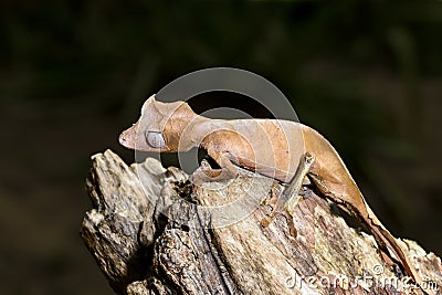 Satanic leaf-tailed gecko, marozevo Stock Photo