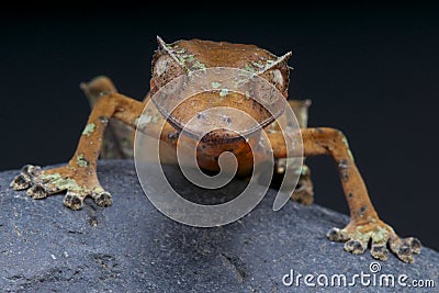 Satanic Leaf-tailed Gecko / Uroplatus phantasticus Stock Photo