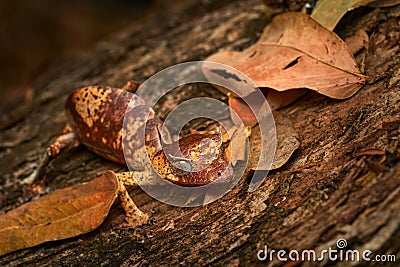 Satanic leaf-tailed gecko, Uroplatus phantasticus, lizard from Ranomafana National Park, Madagascar. Leaf look gecko in the nature Stock Photo