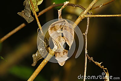 Satanic Leaf-tailed Gecko (Uroplatus phantasticus) in Ranomafana rain forest in eastern Madagascar. Red eyes and horns above eyes Stock Photo