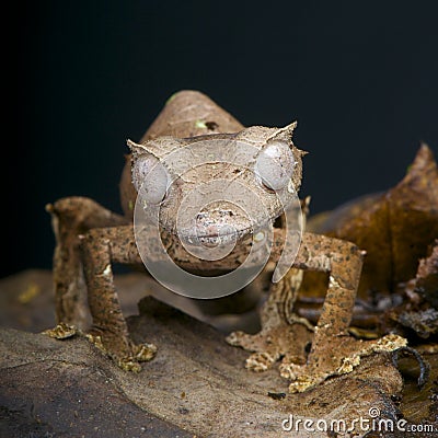 Satanic leaf-tailed gecko / Uroplatus phantasticus Stock Photo