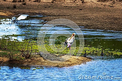 Sri Lanka, a waterfowl stands next to a crocodile Stock Photo