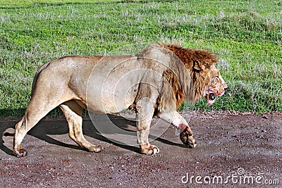 Satiated lion returned from successful hunt. Stock Photo
