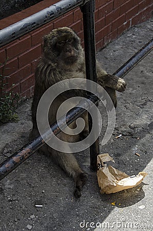 The satiated semi-wild Barbary Macaques, Gibraltar, Europe Stock Photo