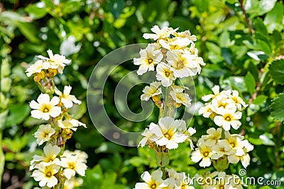 Satin flowers sisyrinchium striatum in bloom Stock Photo