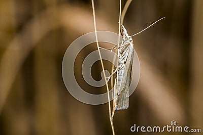 Satin grass veneer (Crambus perlella) Stock Photo