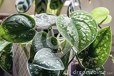 Green leaves of a satin pothos scindapsus pictus houseplant. Stock Photo