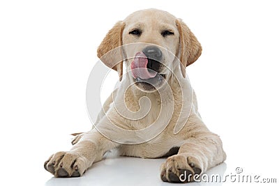 Satisfied little labrador retriever puppy dog lick nose and rests Stock Photo