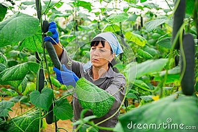 satisfying italian farmer cultivating crop of cucumber in greenhouse Stock Photo