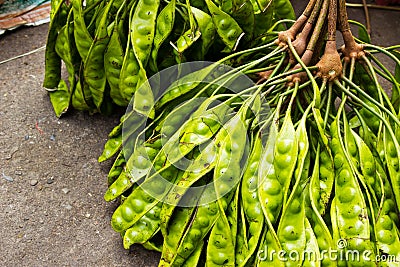 Sato Stink Bean Group Ground Stock Photo