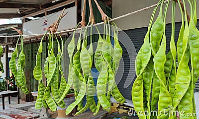 Sato is a very popular vegetable in southern Thailand. Stock Photo