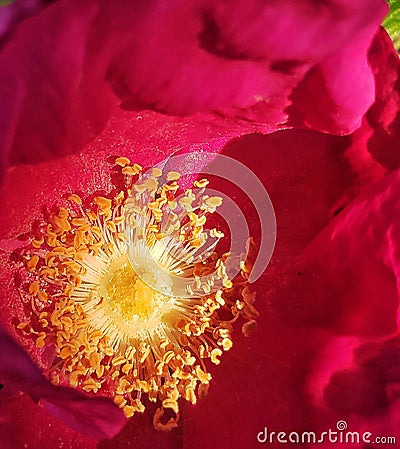 Garden rose flower, beauty in the garden Stock Photo