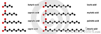 Saturated fatty acids: butyric, caproic, caprylic, capric, lauric, myristic, palmitic and stearic acid. Stylized 2D renderings. Vector Illustration