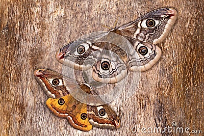Saturnia pavonia (The Small Emperor Moth)-butterfly Stock Photo