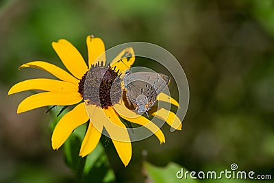 Satyrium titus, the coral hairstreak butterfly, perches on a black eyed susan yellow flower in Ontario, Canada Stock Photo