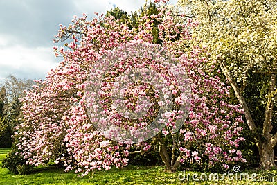 Saucer magnolia tree in full blossom Stock Photo