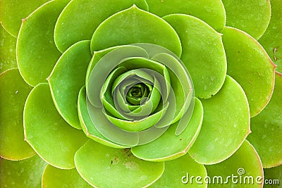 Saucer plant Stock Photo