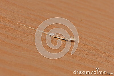 Schmidt's fringe-fingered lizard Acanthodactylus schmidti Stock Photo