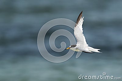 Saunders tern in flight Stock Photo