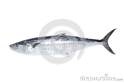 Saury fish Stock Photo